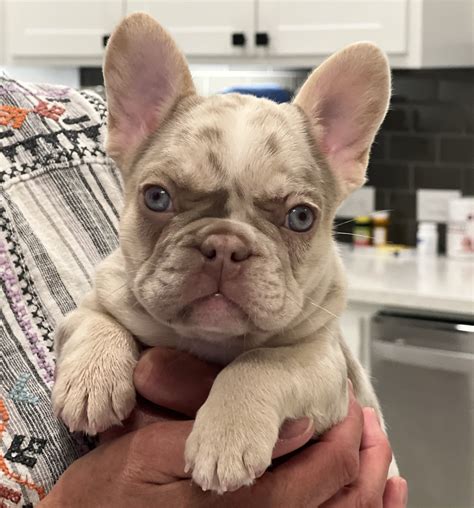 He follows his foster mom everywhere so he doesn't. . French bulldogs for sale new hampshire